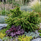 Cryptomeria jap. 'Tomahawk'