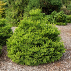 Cryptomeria jap. 'Dinger'