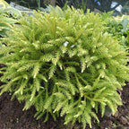 Cryptomeria jap. 'Kamasan'