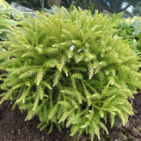 Cryptomeria jap. 'Kamasan'