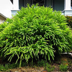 Cryptomeria jap. 'Spiralis'