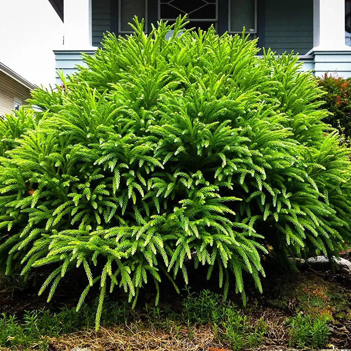 Cryptomeria jap. 'Spiralis'