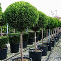 Cupressocyparis Leylandii 1 Bola