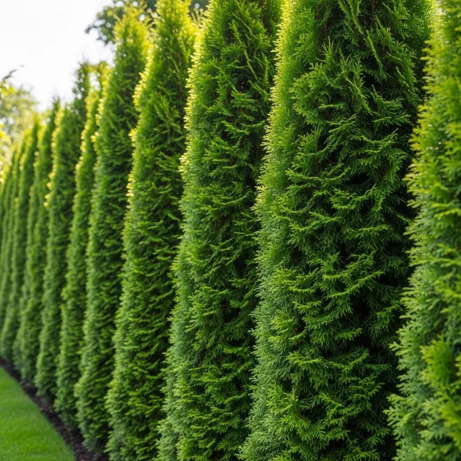 Cupressocyparis Leylandii