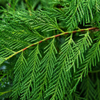 Cupressocyparis Leylandii
