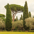 Cupressus Sempervirens