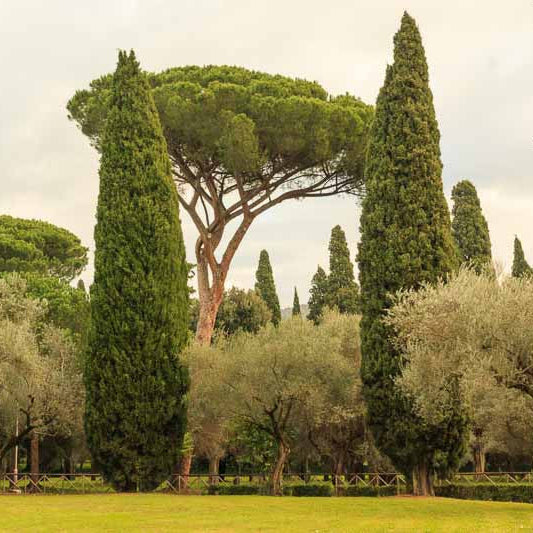 Cupressus Sempervirens