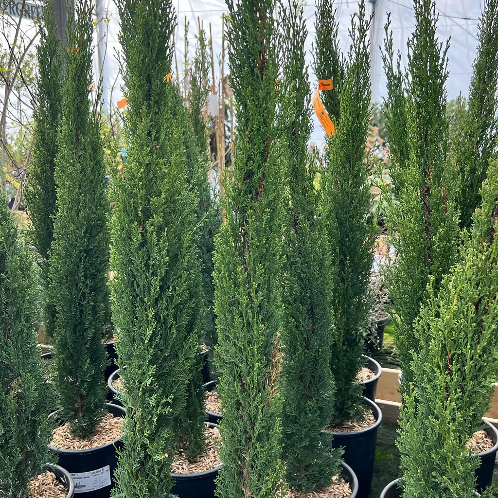 Cupressus Sempervirens