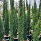 Cupressus Sempervirens