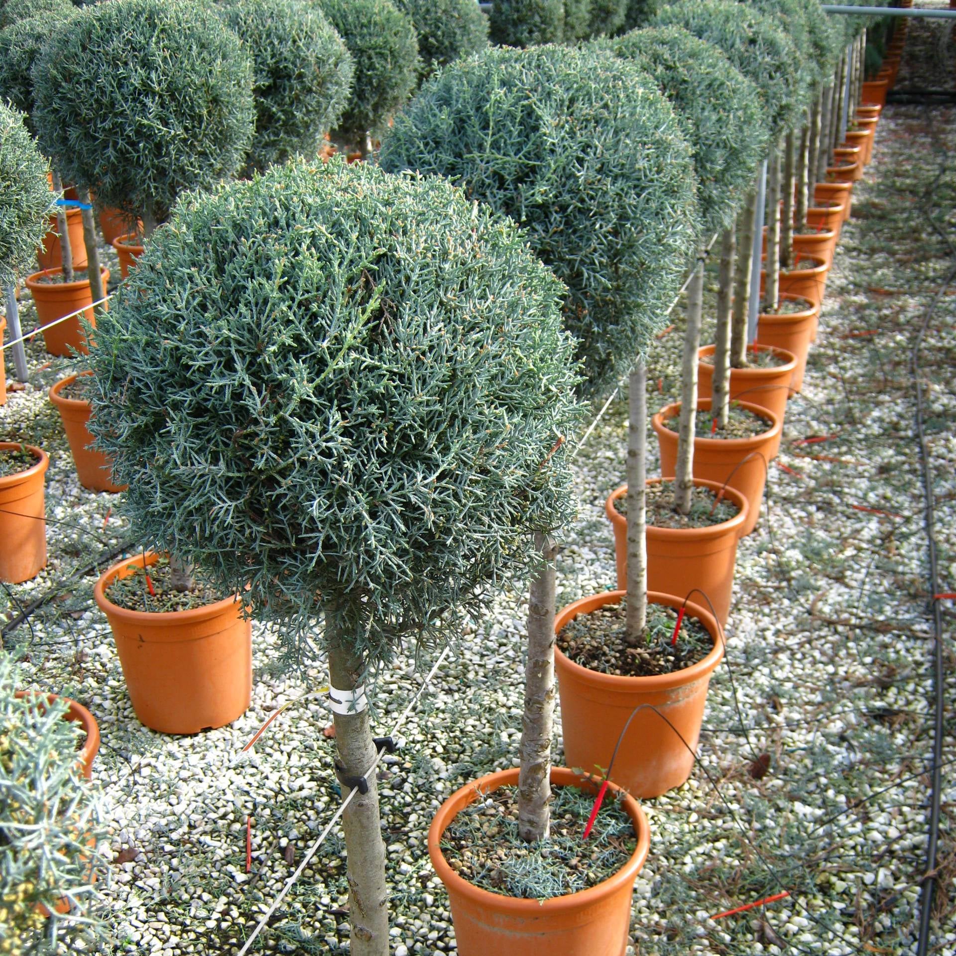 Cupressus Arizonica 1/2 Tija