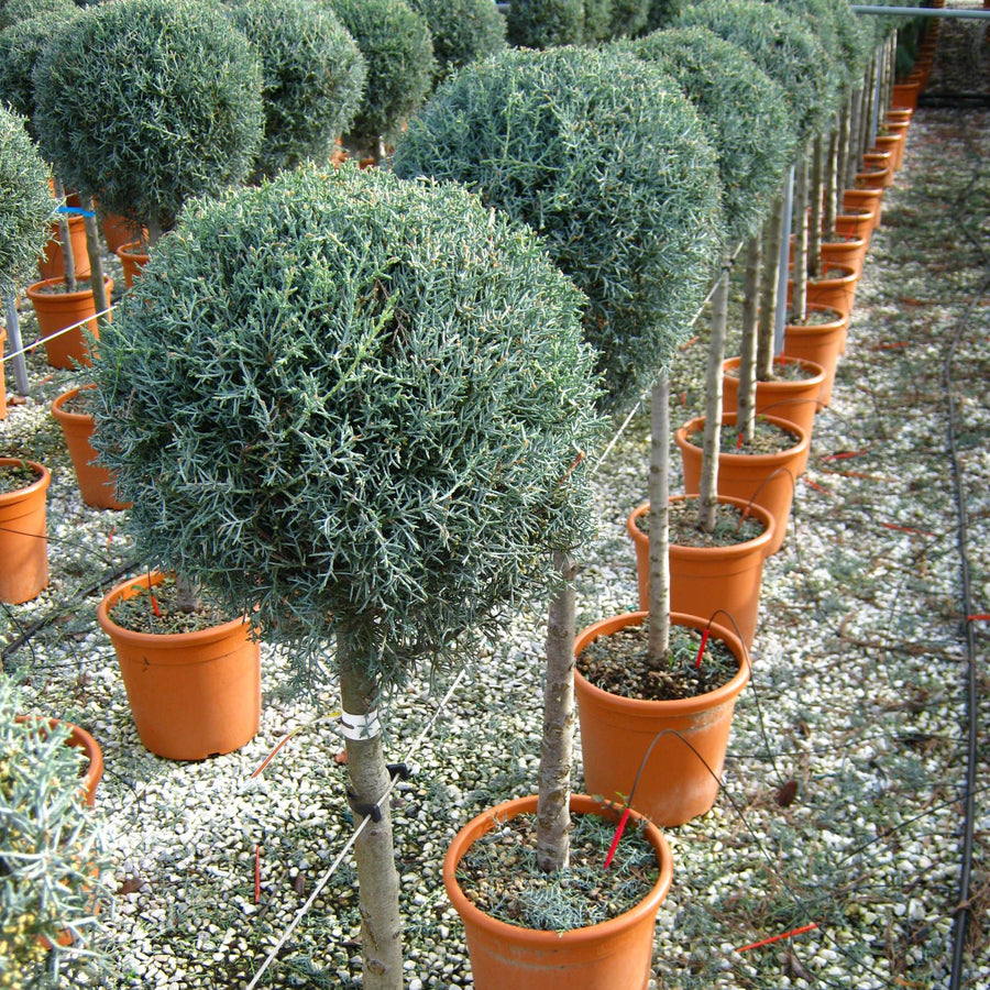 Cupressus Arizonica 1/2 Tija
