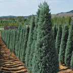 Cupressus arizonica 'Fastigiata'