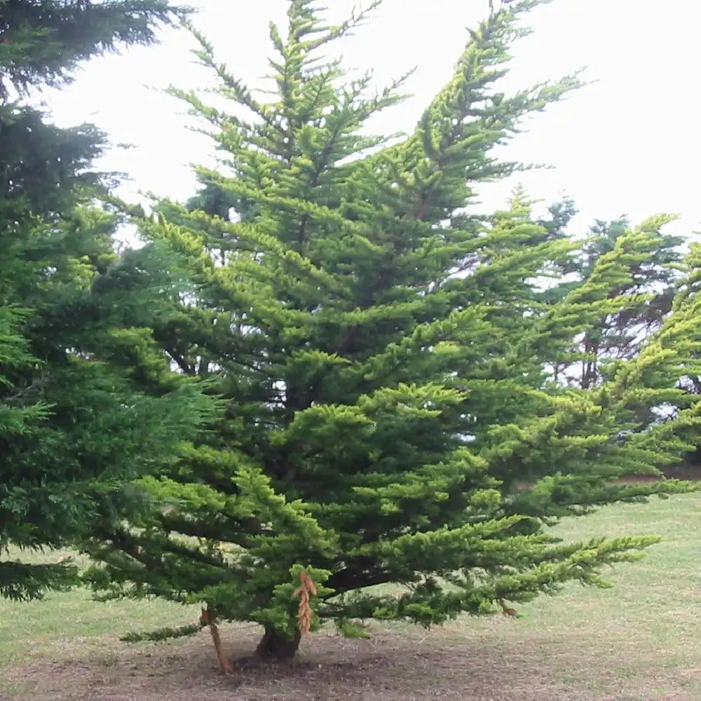 Cupressus macrocarpa 'Lutea'