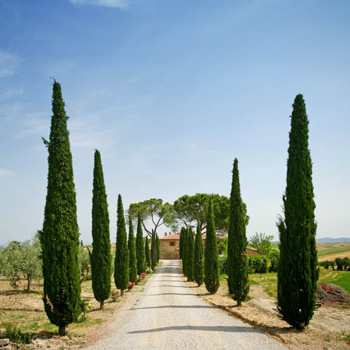Cupressus sempervirens 'Totem'