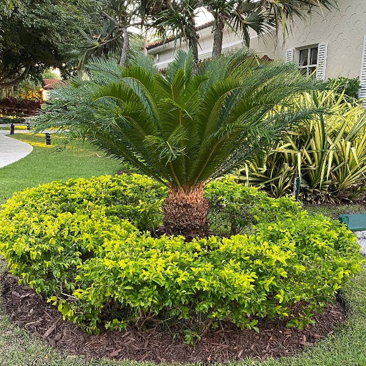Cycas revoluta