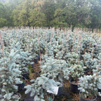 Picea Pungens Glauca Hoopsii