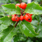 Ilex x Meserveae Blue Princes Arbust
