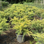 Cedrus Deodara Golden Horizon