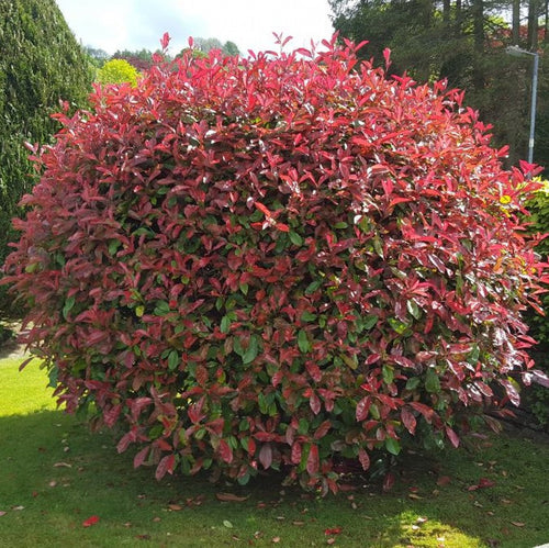 Photinia Fraseri Red Robin Bola