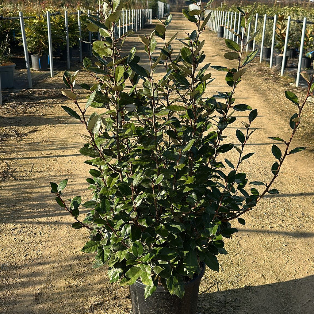 Elaegnus Ebbingei "compacta"
