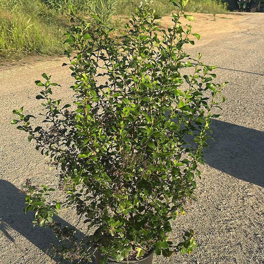 Escallonia Iveyi