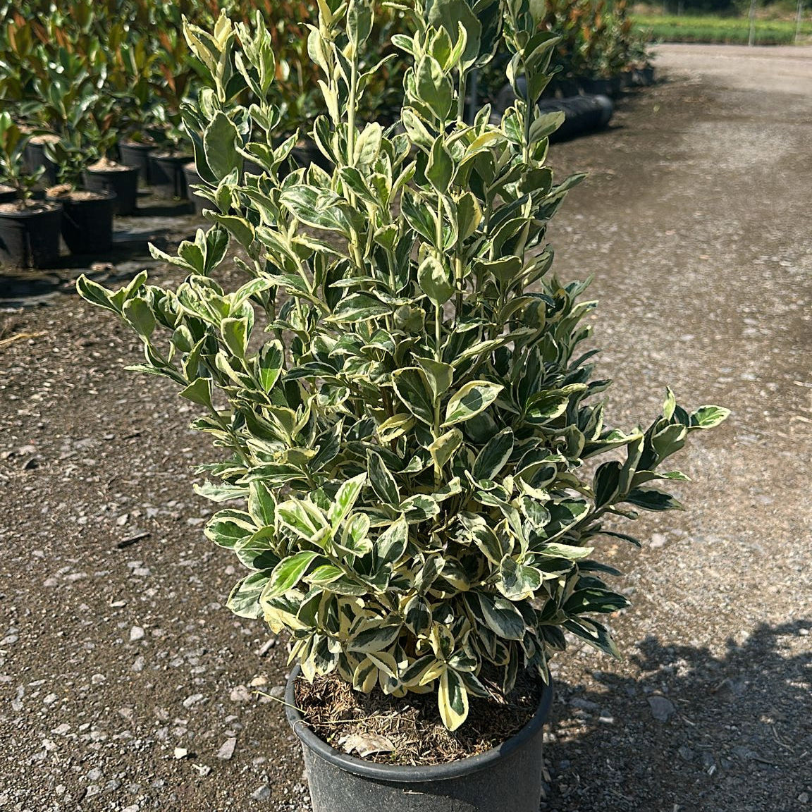 Euonymus Japonicus Bravo