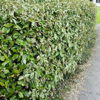 Eleagnus Ebbengey