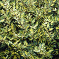 Eleagnus Ebbengey Maculata