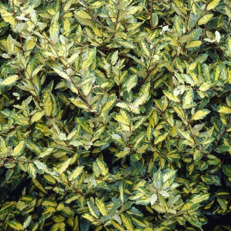 Eleagnus Ebbengey Maculata