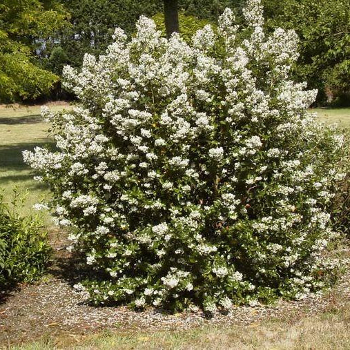 Escallonia 'Iveyi'