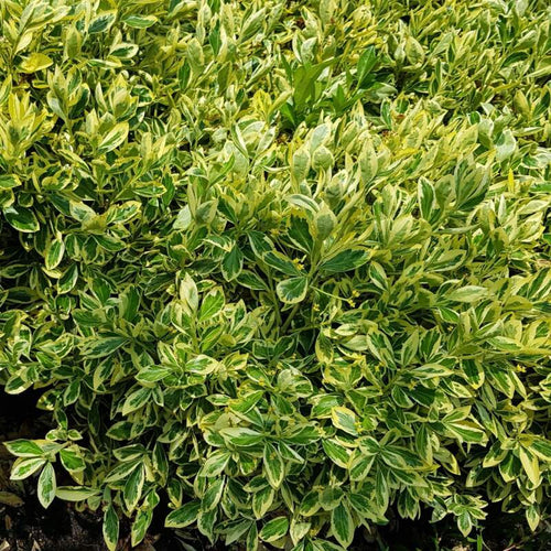 Euonymus japonicus 'Bravo'