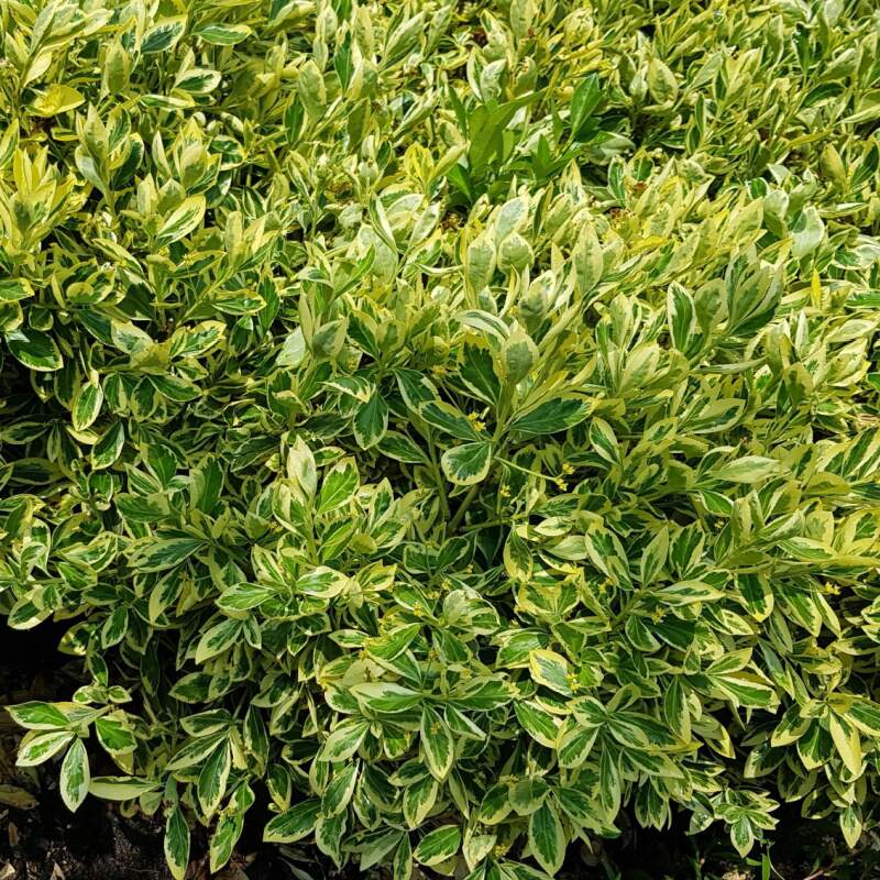 Euonymus Japonicus Bravo