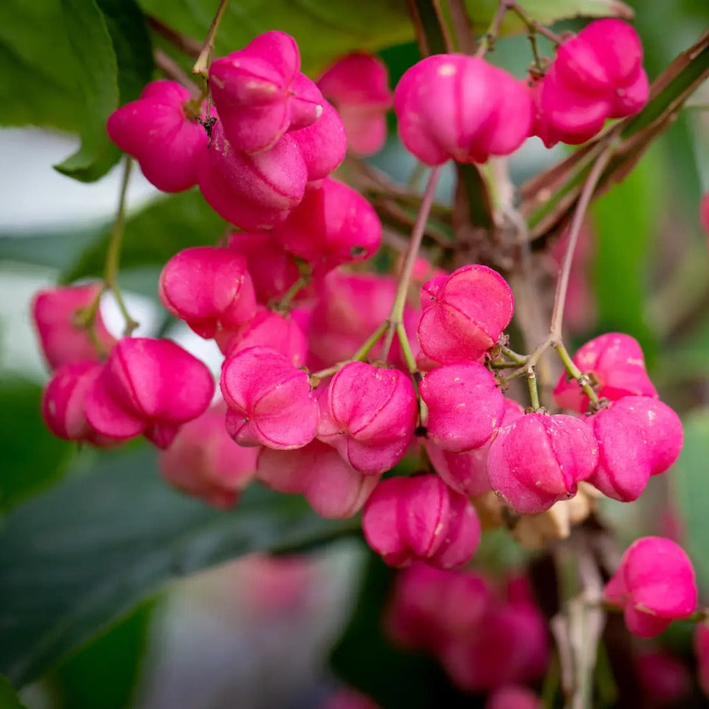 Euonymus phellomanus