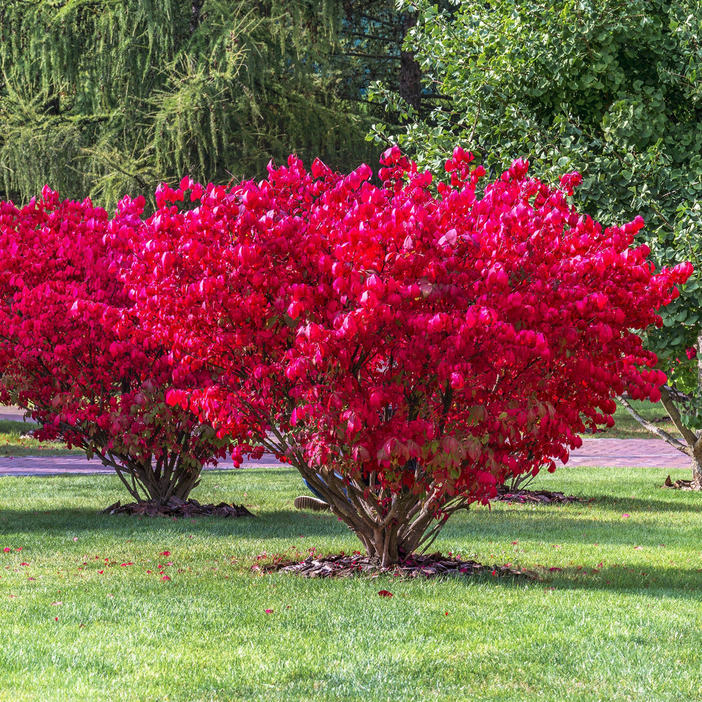 Euonymus alatus 'Compactus'