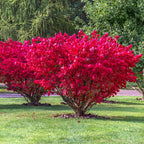 Euonymus alatus 'Compactus'