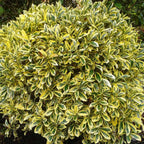 Euonymus japonicus 'Aureus'