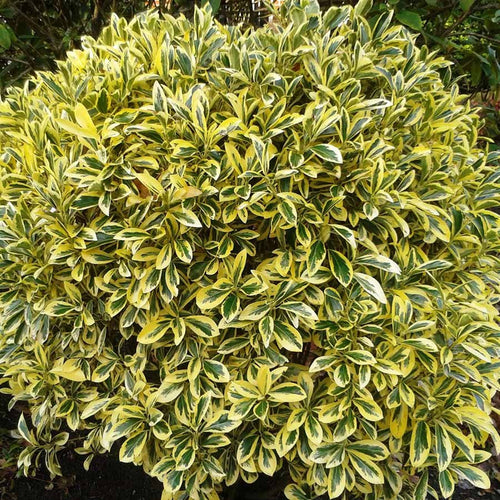 Euonymus japonicus 'Aureus'