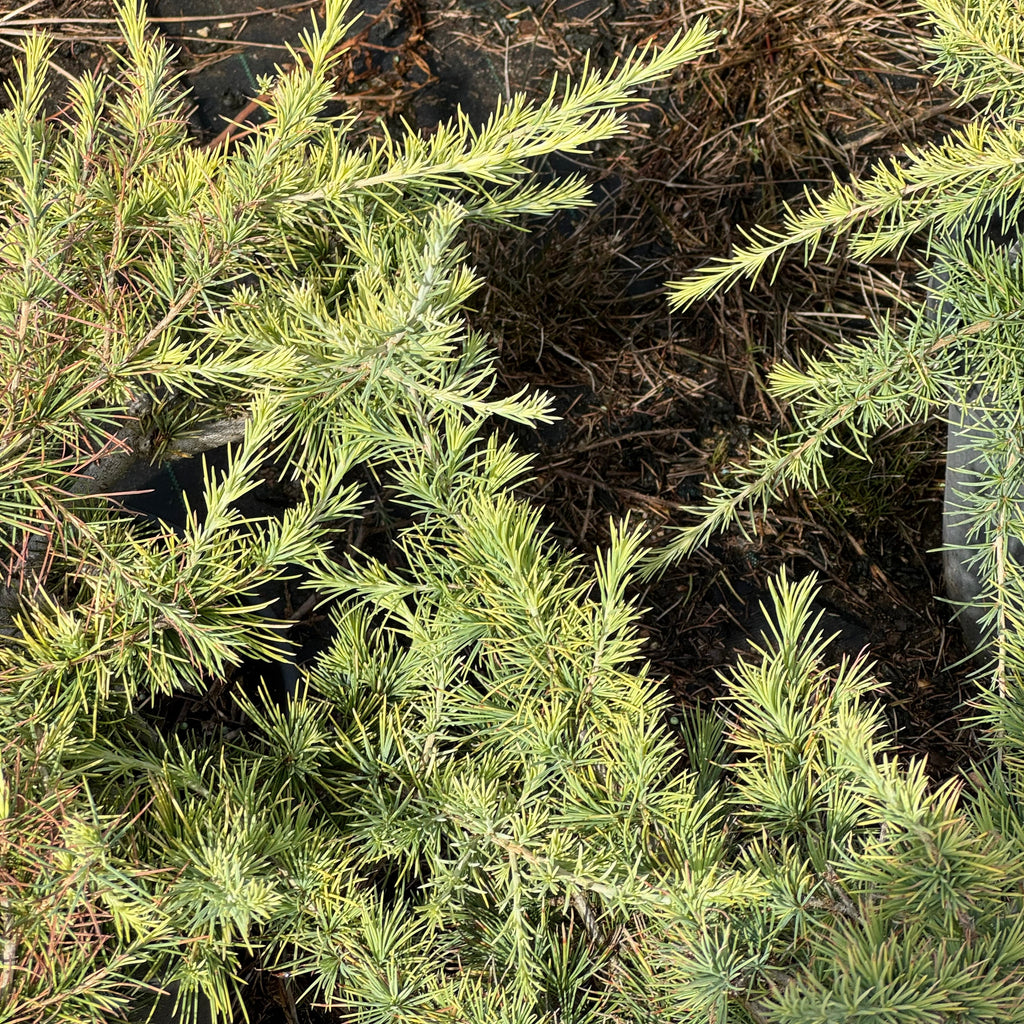 Cedrus Deodara Golden Horizon
