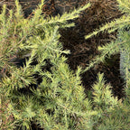 Cedrus Deodara Golden Horizon