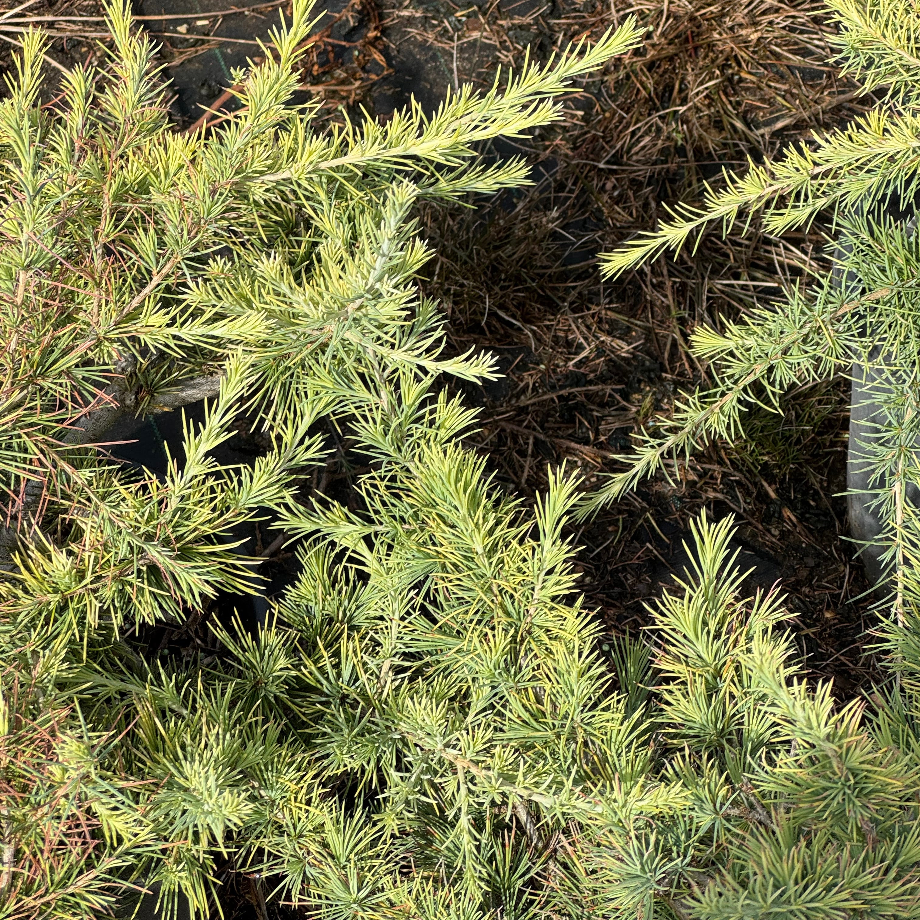 Cedrus Deodara Golden Horizon