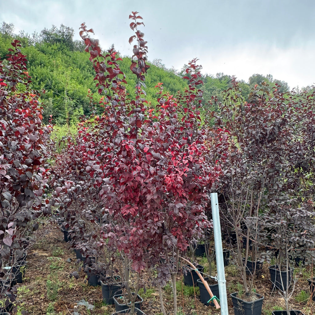 Prunus Pissardi