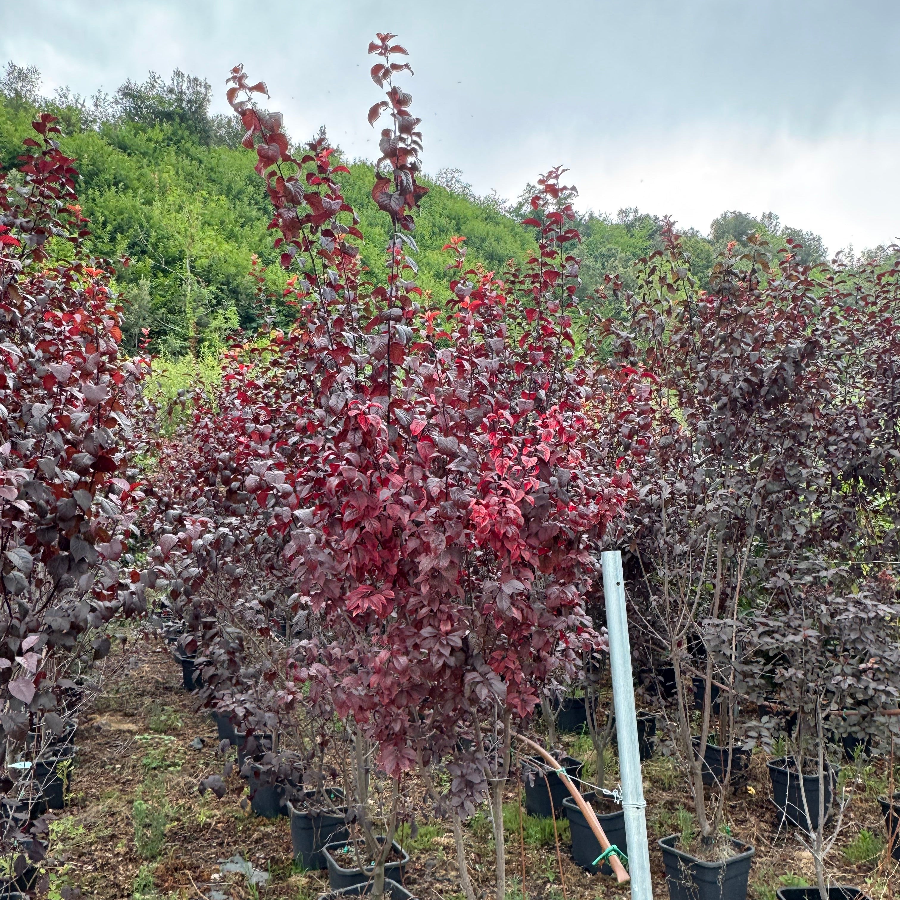 Prunus Pissardi