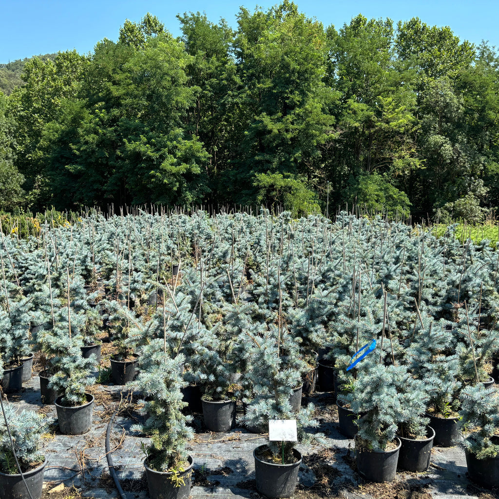 Picea Pungens Glauca Hoopsii