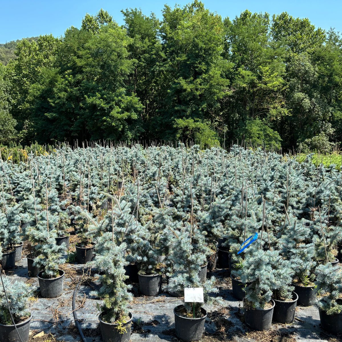 Picea Pungens Glauca Hoopsii