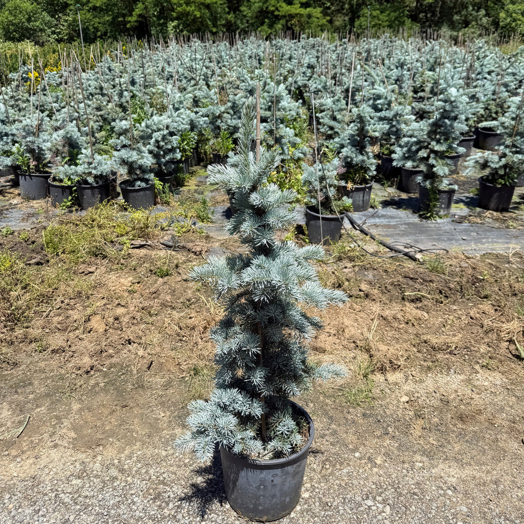 Picea Pungens Glauca Hoopsii