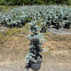 Picea Pungens Glauca Hoopsii