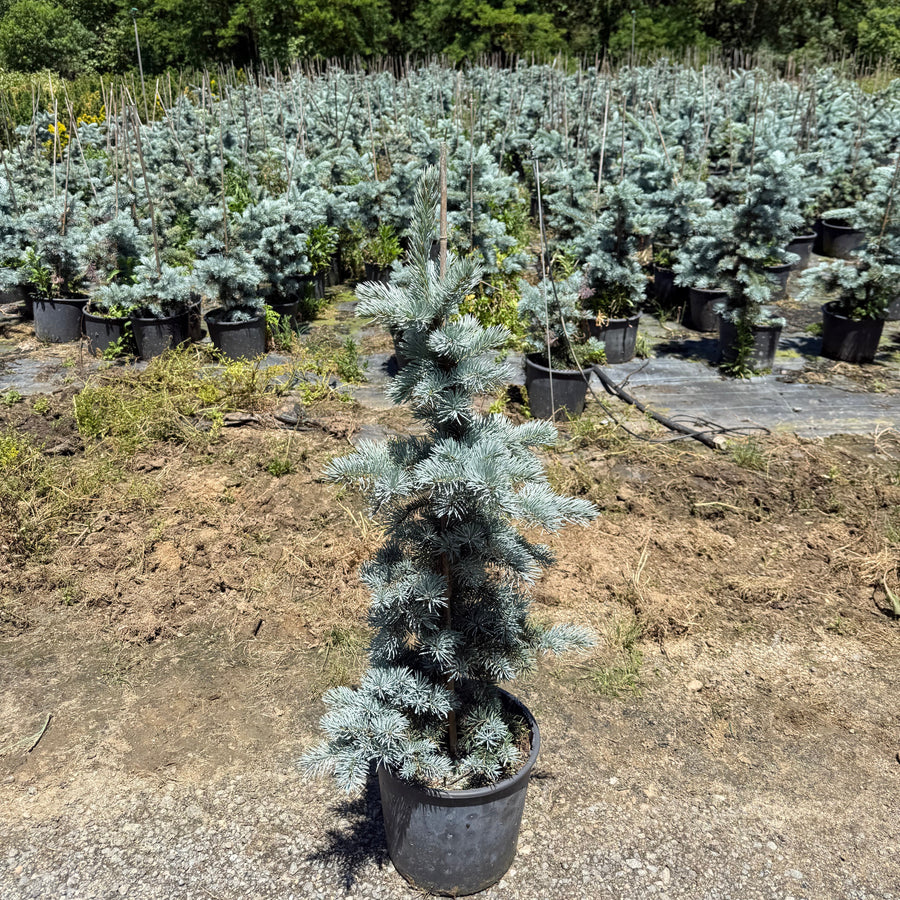 Picea Pungens Glauca Hoopsii