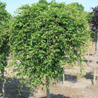 Fagus sylv. 'Rohan Green Weeping'