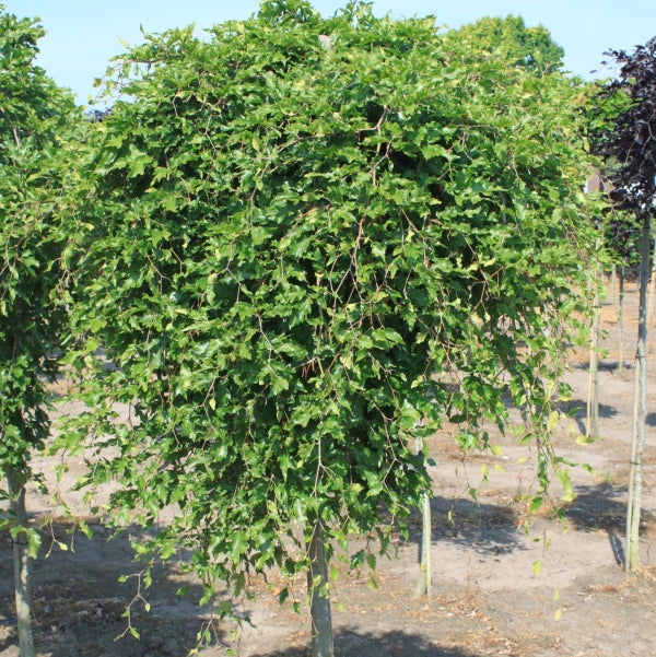 Fagus sylv. 'Rohan Green Weeping'