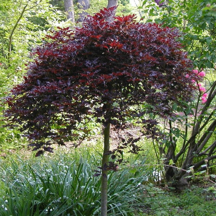Fagus sylv. 'Rohan Red Weeping'